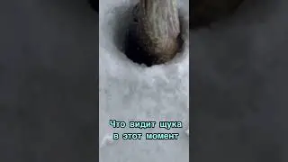 Енот танцующий под PEDRO /Fishing region29/ #рыбалка #топ #pedro