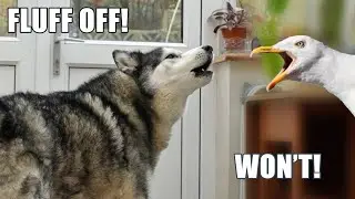 Gull ARGUES With Talking Husky!