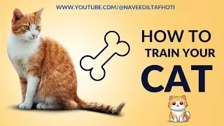 Funny Cats | Cute Kittens 🐱 | Playing & Fighting