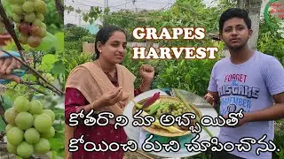 GRAPES HARVEST || కోతరాని మా అబ్బాయితో కోయించి రుచి చూపించాను.