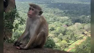 Sigiriya 2019