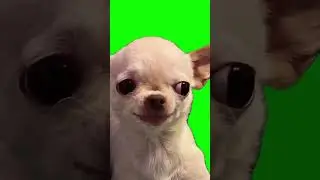 Dog evil smile Green Screen Meme 4k