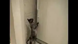 Cat opens the fridge