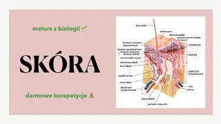 #35 Skóra - powłoka ciała - budowa, funkcje 🤲🏻 matura biologia rozszerzona 🌻 liceum ✅