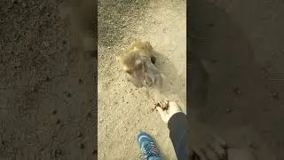 ये बंदर हाथ पकड़ के कैसे खा रहाँ है / Jab tak Chana khaa nhi gya tab tak Haath nhi chhoda #viral