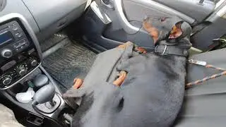 Едем с Зевсом на машине