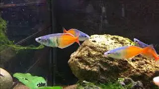 Melanotaenia boesemani