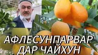 Парвариши афлесуну мандарин дар Чайхун
