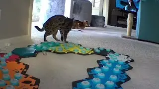 Study looks to find if cats can speak human