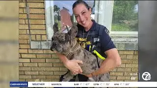 French bulldog who disappeared during Arizona's family visit to Dearborn is found one year later