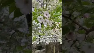 Odawara Trip | Frank in Japan 