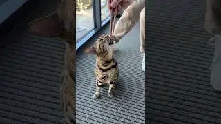 Spoiled Cat who?