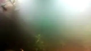Otocinclus sp. darting around