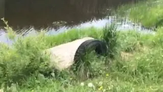 Шаховская