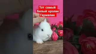 Тот самый кролик гермелин ❤️