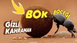 ERİL & DİŞİL • DOLUNAY ETKİLERİ