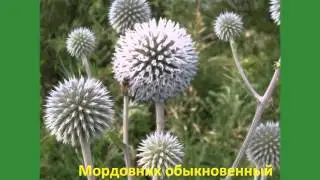 Цветы полевые с названиями Часть 1