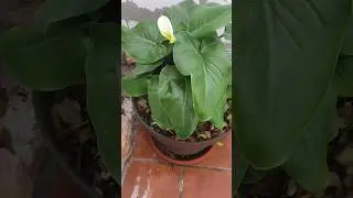 Lirios blancos en Enero