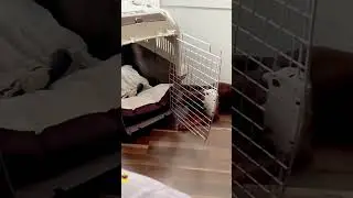 #dog #fannydogs #funny #funnydogs #fannyanimals #funnydog #fannydog