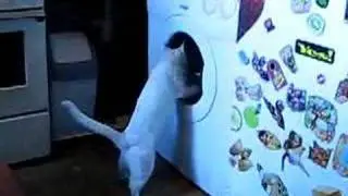 catwash