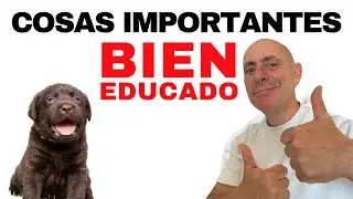 Cómo ENTRENAR BIEN y EDUCAR a tu CACHORRO