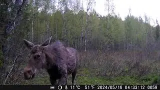 20240516 годовалые лосята?