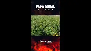 Plantio Direto em Consórcios Forrageiros