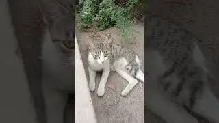 #Котики, #любовьккотикам 🐱 😻