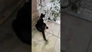 zeyno ile mino oyun oynuyor 🙂😊 #cat #funny #shorts #shortvideo
