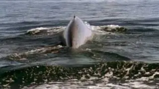 Blue Whale