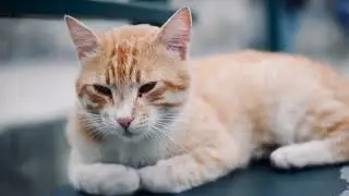 Ginger Cat Lounging Outdoors