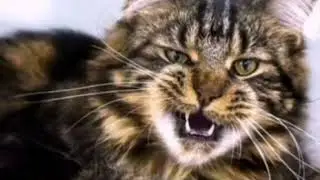 Watafuk но каждое слово это гугл картинка животного🐵🐒🐶🐯🐖🦛