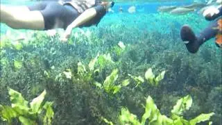世界一周：水中カメラ、ボニートの天然水族館(ブラジル)／Natural aquarium at Bonito,Brasil