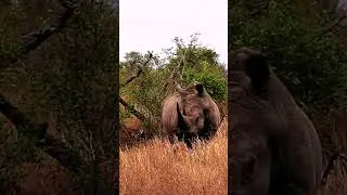 WHITE RHINO Grazing in Kruger National Park, South Africa #shorts