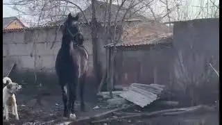 10.000$ цена 8 лет кобыле 1.65 см.Казахстан . порода чистокровный Орловский +77058175720