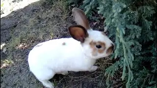 122 Кролик Лео резвится на даче!