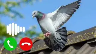 Notification Ringtone | Best message tone | Sms tone | sms Ringtone 2024