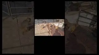 #shortvideo #monkey #monkeys #viral #viralvideo