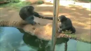 Fighting Monkey in the ZOO  Драка  обезьян в зоопарке