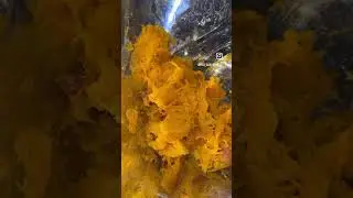 Easy pumpkin purée