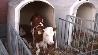 Serie vom Kalb zur Kuh, Kälberhaltung, Tierschutz Nutztierhaltungs-Verordnung