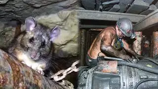 Miner always fed the wild rat. He could not imagine that one day she would save his life