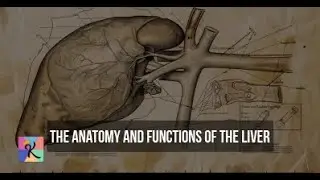 The Anatomy and Functions of the Liver