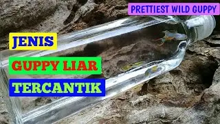 Anak Hasil Kawin Silang Ikan Guppy Liar dan Ikan Guppy Berekor Pedang Dua