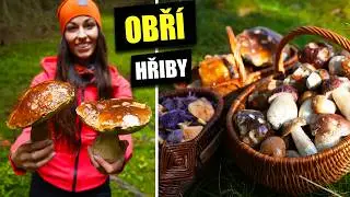 Houbařské žně na Šumavě! Velké hřiby - 3 plné koše hub
