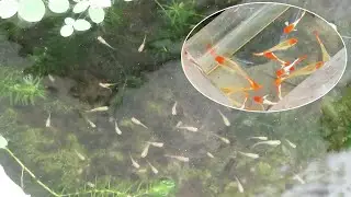 Aquarium (52 hybrid guppies | f3 generation) day 1 to day 79 😍