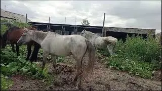 Биелер сатылады, 87052467379 Павлодар облысы,500 мыңнан, Май ауданы Баскөл ауылы