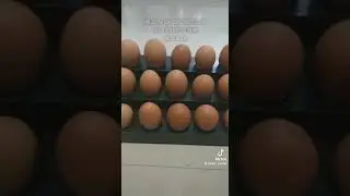 Rak Telur Aestetic