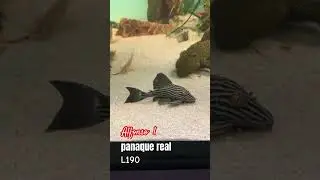 Alfonso 1 top5 pleco L190 panaque real 
