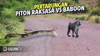 Tak Terduga! Inilah Yg Terjadi Ketika Piton Raksasa Nekat Menyerang Baboon. Baboon VS Piton Raksasa